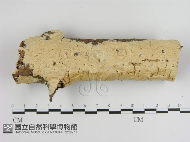 登錄號:F0021073藏品圖，第1張
