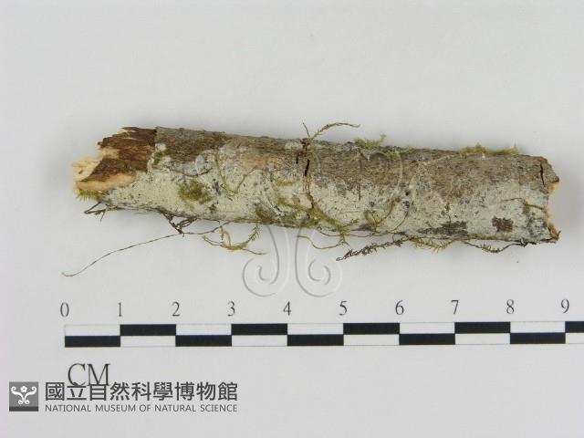 登錄號:F0001073藏品圖，第1張