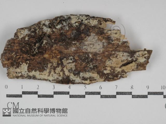 登錄號:F0031073藏品圖，第1張