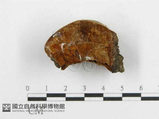 登錄號:F0014073藏品圖，第1張