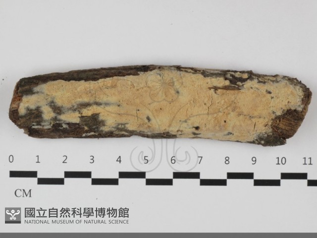 登錄號:F0032073藏品圖，第1張