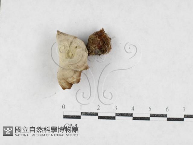 登錄號:F0027073藏品圖，第1張