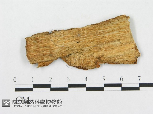 登錄號:F0007073藏品圖，第1張
