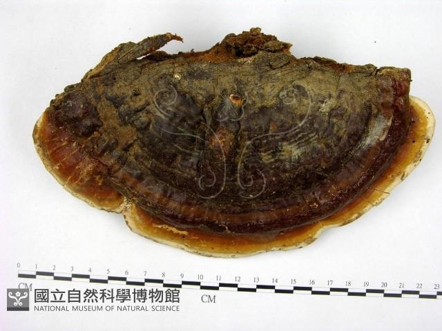 登錄號:F0017073藏品圖，第1張