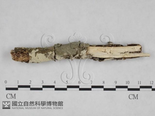 登錄號:F0025073藏品圖，第1張