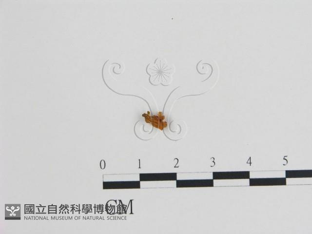 登錄號:F0005073藏品圖，第1張