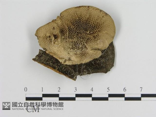 登錄號:F0015073藏品圖，第1張