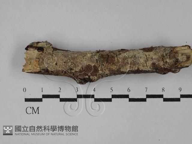 登錄號:F0029073藏品圖，第1張