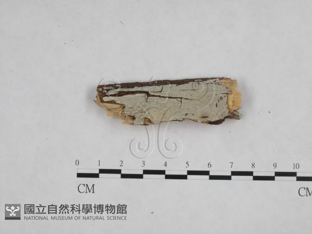 登錄號:F0009073藏品圖，第1張