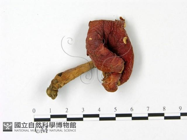 登錄號:F0023073藏品圖，第1張