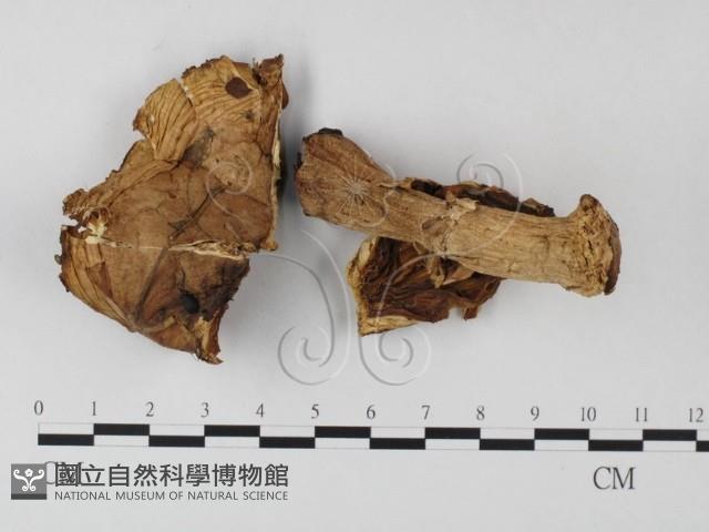 鵝膏屬藏品圖，第1張