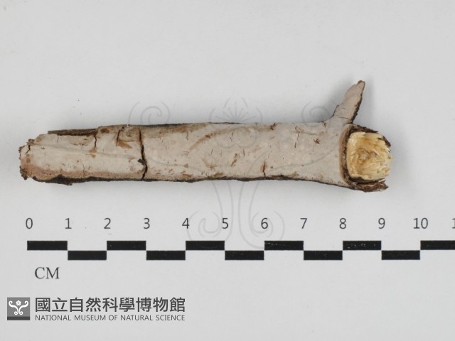 登錄號:F0033073藏品圖，第1張