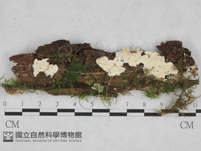 登錄號:F0028373藏品圖，第1張