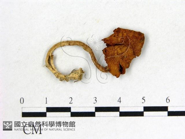 登錄號:F0008373藏品圖，第1張