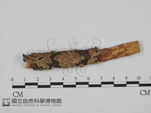 附毛菌屬藏品圖，第1張