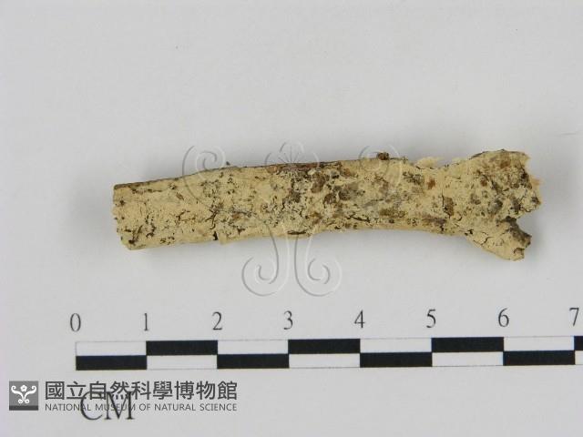 登錄號:F0000373藏品圖，第1張