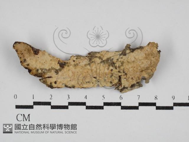 登錄號:F0030373藏品圖，第1張