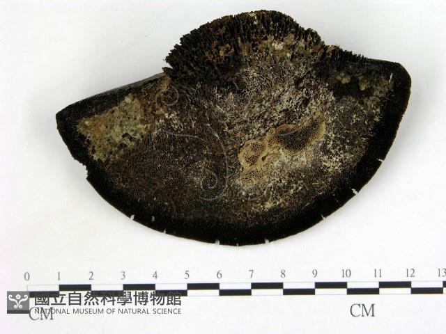 登錄號:F0021373藏品圖，第1張