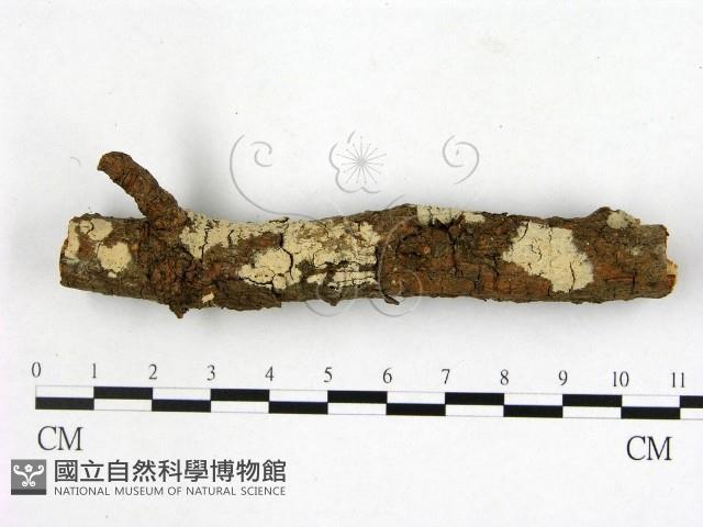 登錄號:F0001373藏品圖，第1張