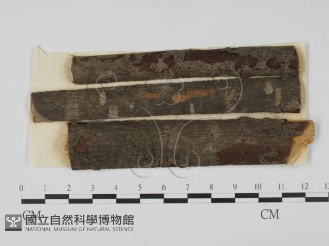 登錄號:F0011373藏品圖，第1張