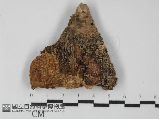 登錄號:F0031373藏品圖，第1張