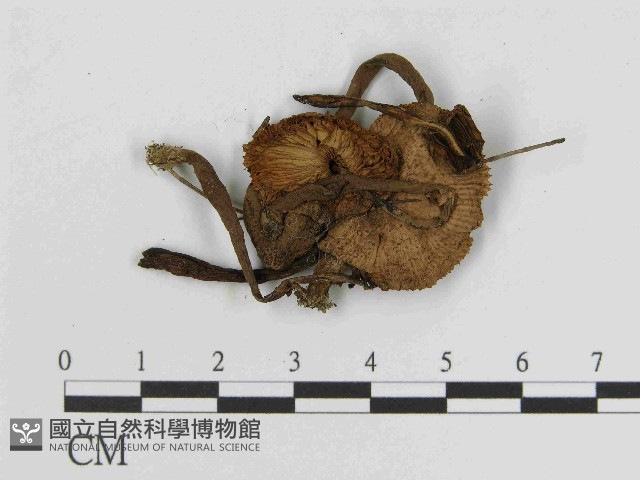 純黃白鬼傘藏品圖，第1張