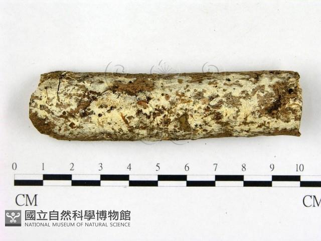 登錄號:F0022373藏品圖，第1張