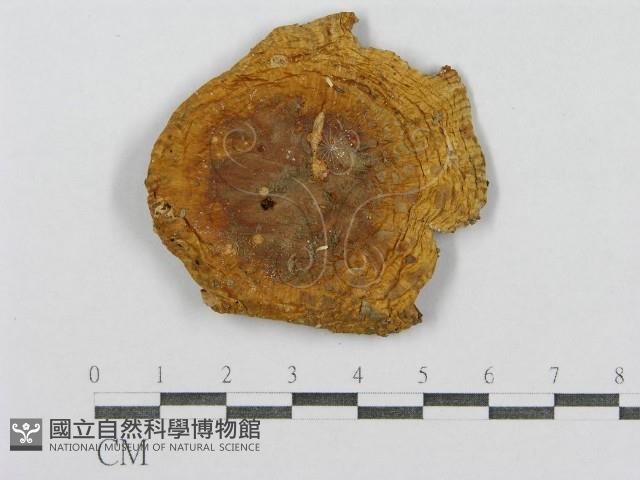 登錄號:F0012373藏品圖，第1張