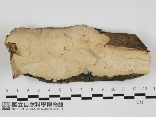 登錄號:F0032373藏品圖，第1張