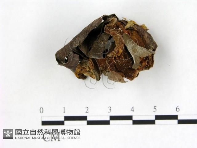 登錄號:F0007373藏品圖，第1張