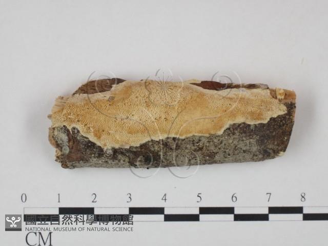 登錄號:F0005373藏品圖，第1張