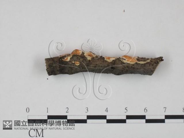 登錄號:F0015373藏品圖，第1張
