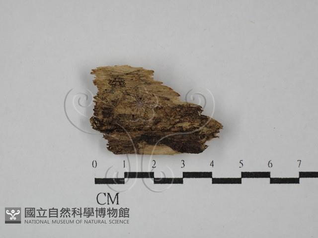 登錄號:F0029373藏品圖，第1張