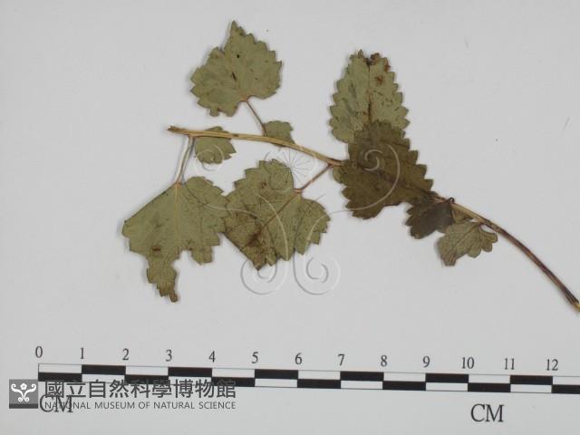 登錄號:F0019373藏品圖，第1張