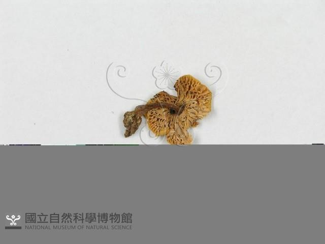 紅菇屬藏品圖，第1張