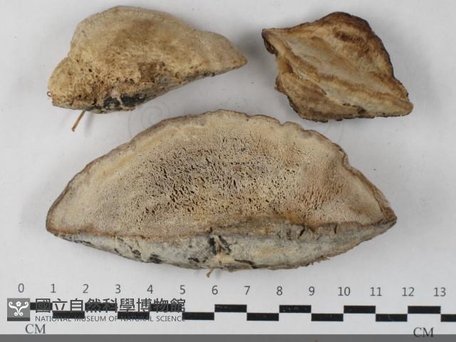 登錄號:F0033373藏品圖，第1張