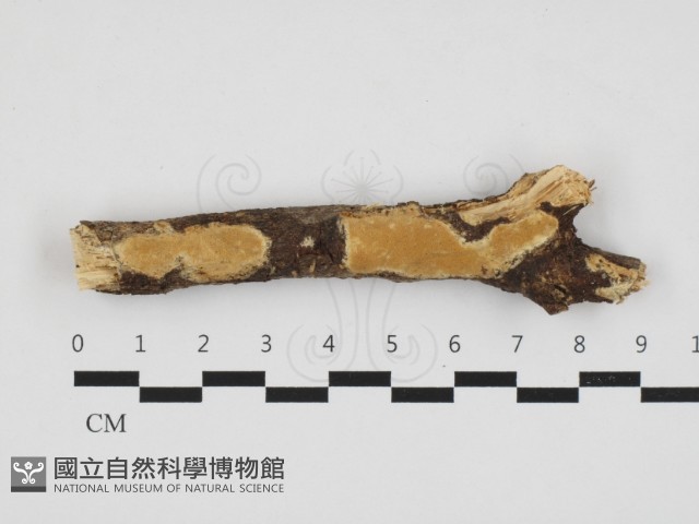 多年臥孔菌屬藏品圖，第1張