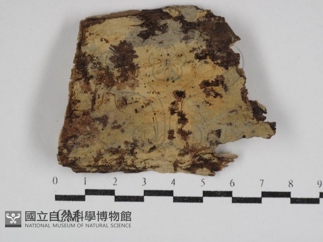 登錄號:F0030970藏品圖，第1張