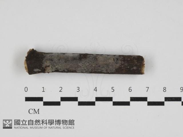 登錄號:F0032970藏品圖，第1張