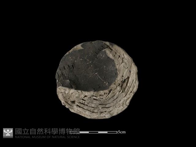 瓦當藏品圖，第1張