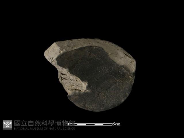 瓦當藏品圖，第2張