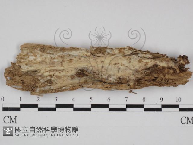 登錄號:F0030972藏品圖，第1張