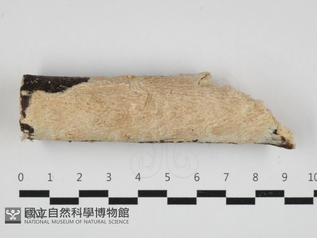 登錄號:F0032972藏品圖，第1張