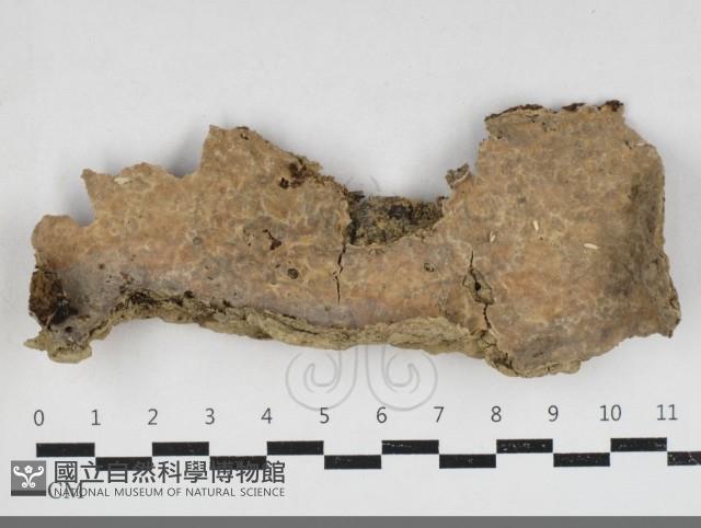 登錄號:F0033972藏品圖，第1張