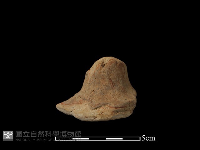 陶蓋鈕藏品圖，第2張