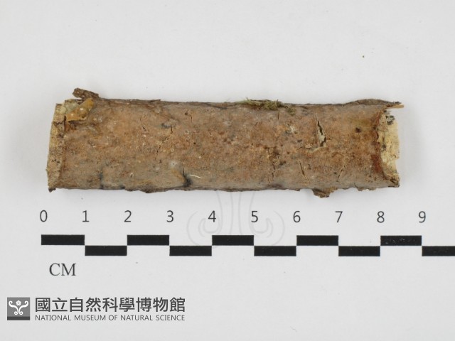 登錄號:F0032873藏品圖，第1張