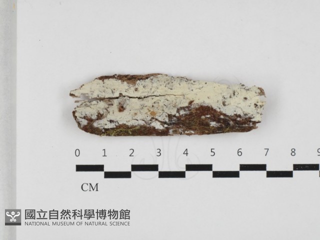 登錄號:F0032973藏品圖，第1張