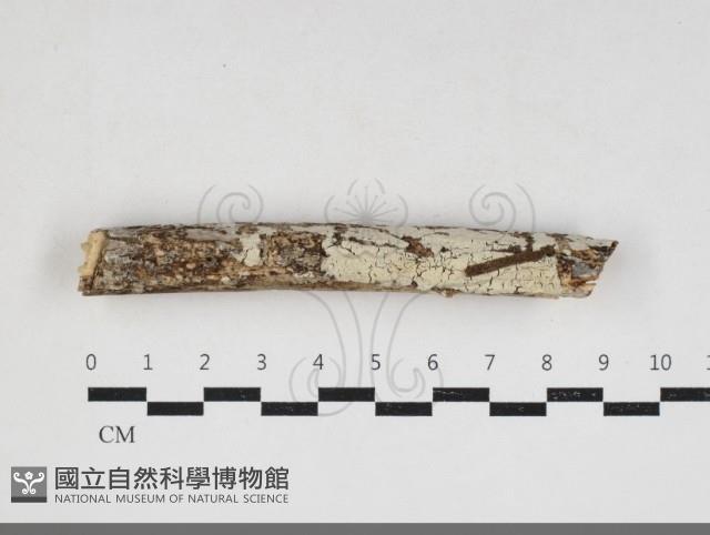 登錄號:F0033973藏品圖，第1張