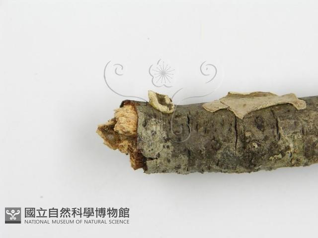 登錄號:F0010524藏品圖，第10張