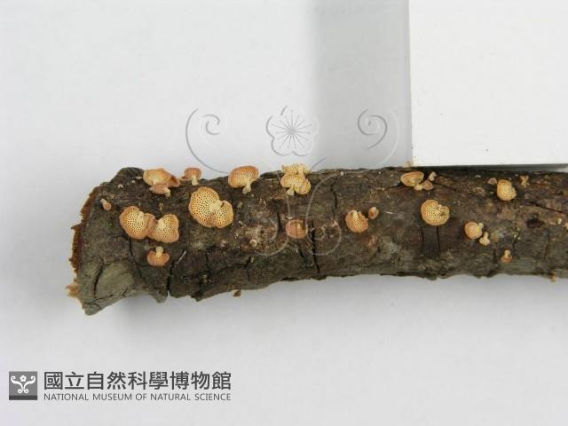 登錄號:F0005574藏品圖，第10張